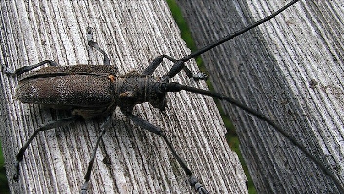 Фото насекомые краснодарского края фото и названия