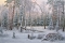 А.ЗОРЮКОВ. Снежный лес