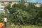 В Кирове началась вырубка сада Пироженко ради нового торгового центра
