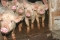 В Кирове арестованы 12 тысяч свиней