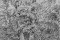 В.ХОВАНСКИЙ. Дерево на опушке. Рисунок. 1950-е. Карандаш/бумага.