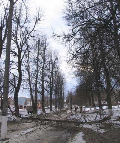 Деревья нужно и сносить, и сажать