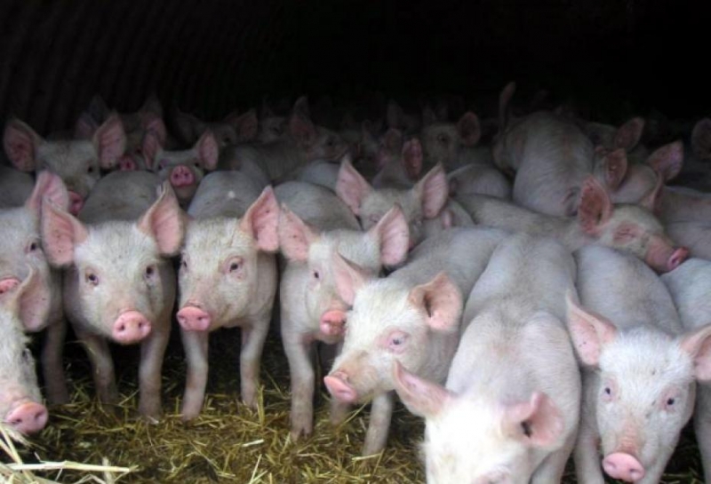 В Кирове заново создана комиссия по африканской чуме свиней